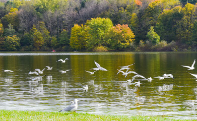 Autumn Landscape with Seagulls