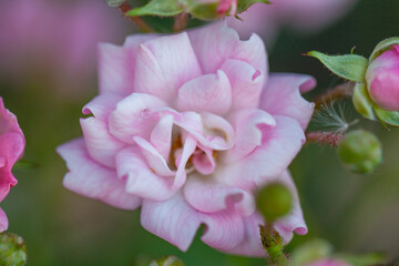 Lilac rose macro
