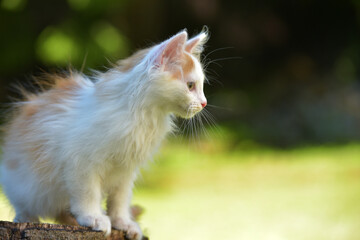 little ginger with white fluffy kitten in summer outdoor in the garden