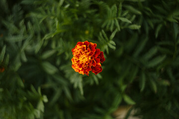 marigold single flower on green background
