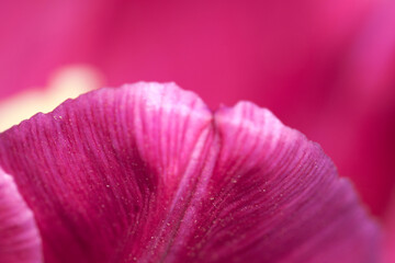 Petal of purple tulip macro