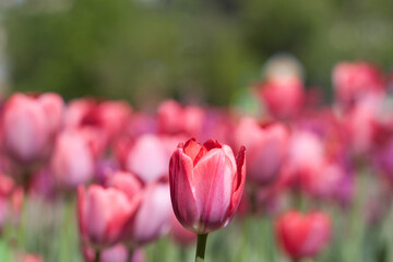 Single tulip macro on blurred tulip field background