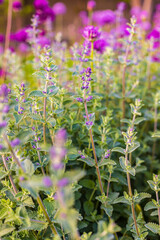 Obraz premium Fresh mint leaf with flowers. Herb leaves in Garden.