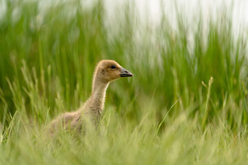 baby duck in the grass