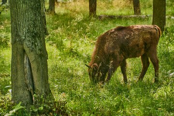 A bison calf grazes in the forest among the trees