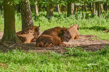 A family of bison rests in a clearing in the forest. Male and two females © Maksim Shchur