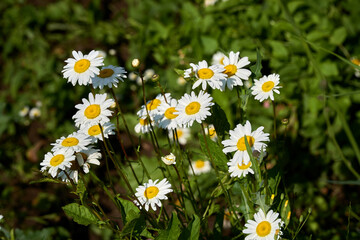 Flowering. Chamomile. Blooming chamomile bush, Chamomile flowers on a meadow in summer. Selective focus