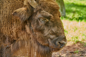 Obraz premium Bison portrait against green grass background. Close-up