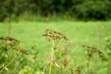 Umbrellas of dried dill on a green field background. Close-up