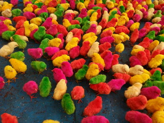 colorful dyed chicken chicks 