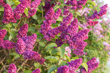 Blossoming lilac bush, in spring garden, selected focus