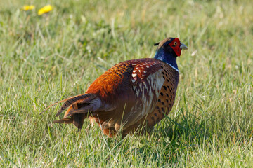 Male Pheasant in a grass field, scientific name Phasianus colchicus, United Kingdom, Europe
