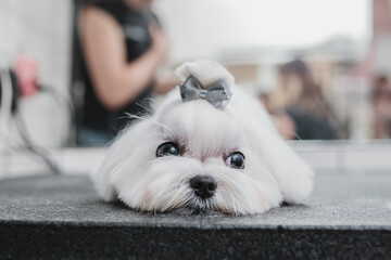 Maltese dog at grooming salon. Little smile dog.