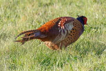 Male Pheasant in a grass field, scientific name Phasianus colchicus, United Kingdom, Europe