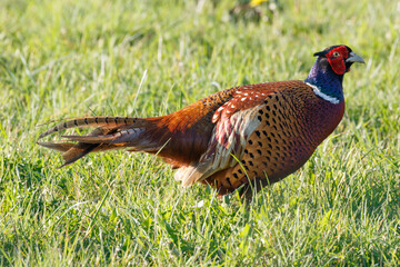 Male Pheasant in a grass field, scientific name Phasianus colchicus, United Kingdom, Europe