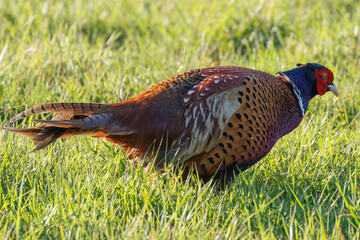 Male Pheasant in a grass field, scientific name Phasianus colchicus, United Kingdom, Europe