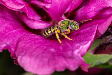 Brown-winged Striped-sweat Bee (Agapostemon splendens) on Hibiscus Flower