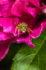 Brown-winged Striped-sweat Bee (Agapostemon splendens) on Hibiscus Flower