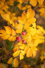 autumn leaves on a tree