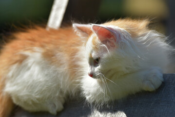 little ginger with white fluffy kitten in summer on wooden boards