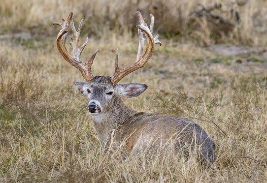 Big White-tailed Buck Resting