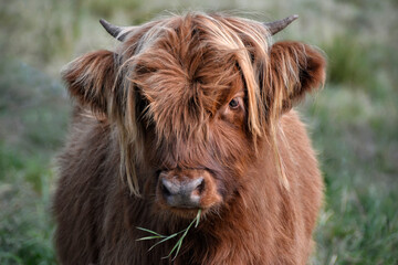 kleine blonde Highlanderin