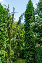 Landscaped evergreen garden with Juniper Juniperus communis Horstmann and Thuja occidentalis Columna(northern or eastern white cedar) in right. Interesting nature concept for background design.