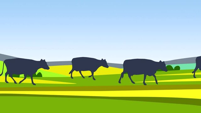 Herd of cows: animation with silhouettes of caws walking in the countryside