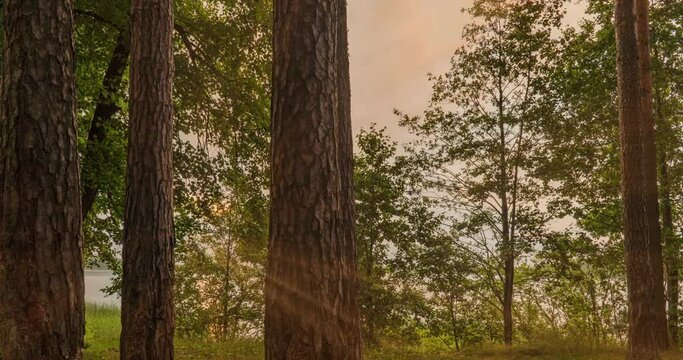 Hyperlapse on the lake shore during sunrise with dense cumulus clouds, beautiful summer landscape, camera movement along the shore between trees