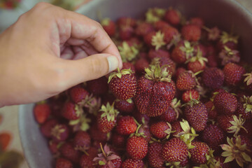 young fresh strawberries collected on a garden plot on a summer day. strawberry harvest in an iron...