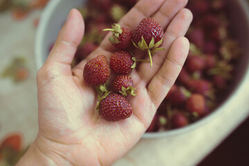 young fresh strawberries collected on a garden plot on a summer day. strawberry harvest in an iron...