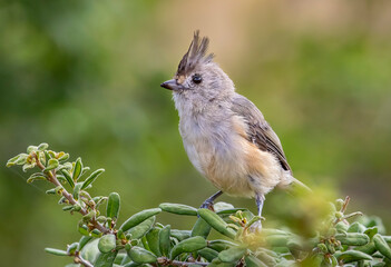 Black-crested Titmouse