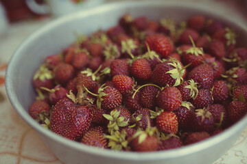 young fresh strawberries collected on a garden plot on a summer day. strawberry harvest in an iron...