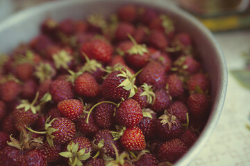 young fresh strawberries collected on a garden plot on a summer day. strawberry harvest in an iron...
