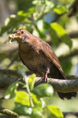 Female blackbird on a branch of a tree, Oxfordshire, UK