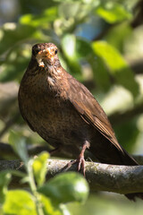 Female blackbird with a worm in it's beak in a tree, Oxfordshire, UK