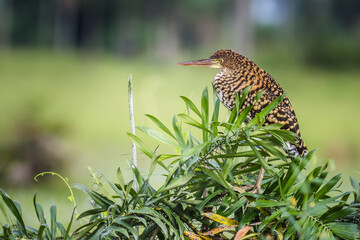 Rufescent Tiger-Heron (Tigrisoma lineatum)