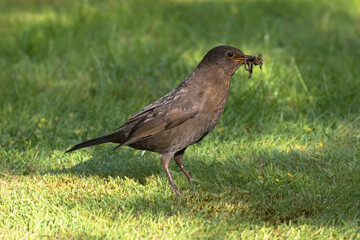 Female blackbird with a worm in it's beak, Oxfordshire, UK