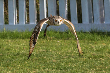 Great Horned Owl in flight, England