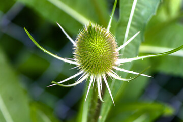 piękne kolorowe kwiaty, zieleń miejska, makro