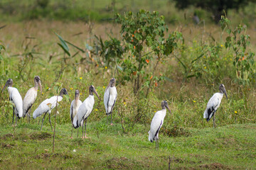 A lot Wood Storks (Mycteria americana)standing in vegetation - Mato Grosso do Sul - Brazil