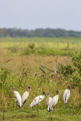 A lot Wood Storks (Mycteria americana)standing in vegetation - Mato Grosso do Sul - Brazil