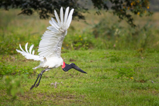 Jabiru (Jabiru Mycteria) flying - Mato Grosso do Sul - Brazil