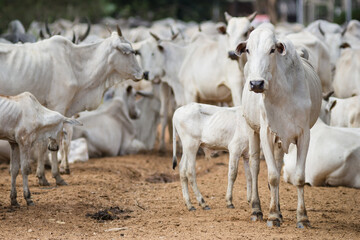 Obraz na płótnie Canvas Cattle walking on dirty road - Mato Grosso do Sul - Brazil