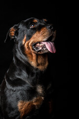 Portrait of a Rottweiler dog - Black Portrait
