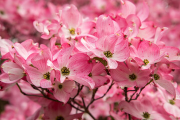 Pink dogwood blossoms in the spring, Salem Oregon