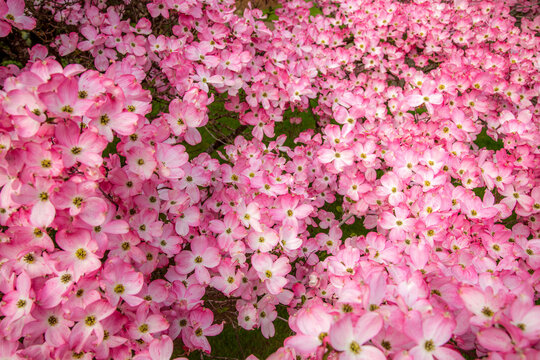 Pink dogwood blossoms in the spring, Salem Oregon