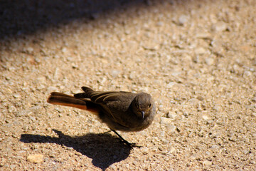 Black Redstart Bird - (Phoenicurus ochruros)