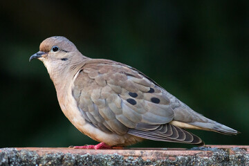 Eared Dove (Zenaida auriculata) - Pomba-de-bando