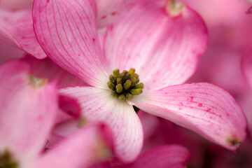 Pink dogwood blossoms in the spring, Salem Oregon